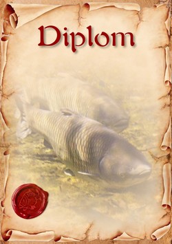 diplom 123