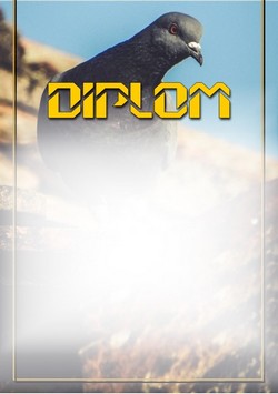 diplom 42