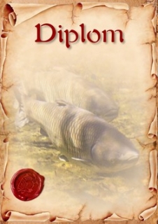 diplom 123